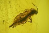 Fossil Wasp (Hymenoptera) In Baltic Amber #207524-1